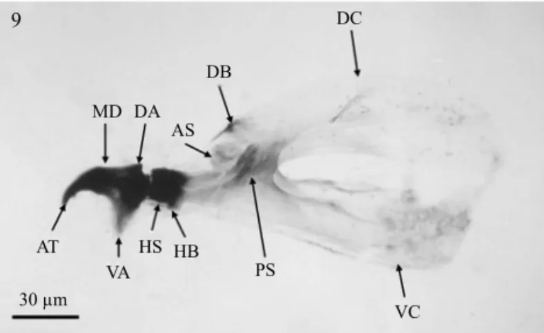 Fig 11 Cephalopharyngeal skeleton of larva of A. leptozona in lateral view. Ventral apodeme (VA); ventral sclerite (VS).