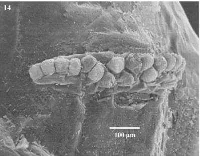 Fig 14 Anterior spiracle of larva of A. leptozona.