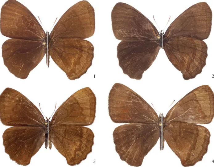 Figs 1-4. Eretris julieta 1. Male (HOLOTYPE), dorsum/venter ; 2 Male (PARATYPE), dorsum/venter ; 3-4 Female (PARATYPE),  dorsum/venter.