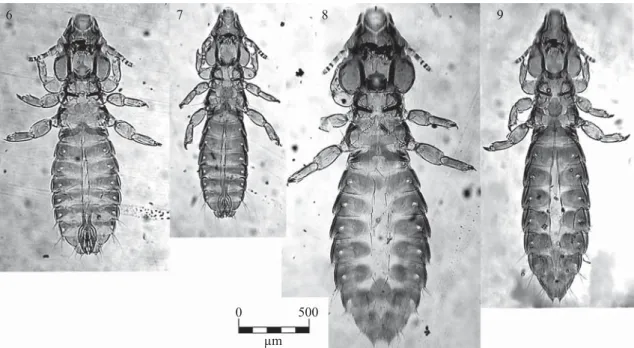 Figs 10-13 10-11 male heads of: 10. Aquanirmus major new species, 11 A. podylimbus. 12-13 male external genitaliae of: 12  A