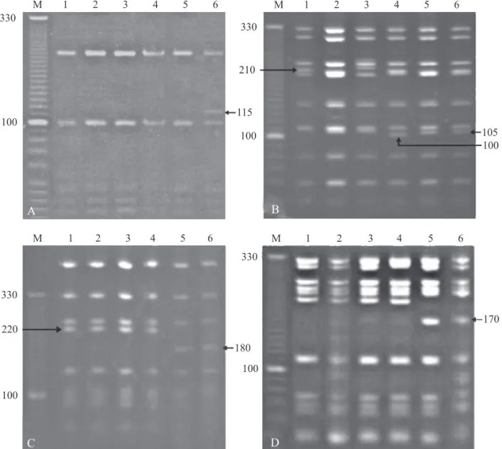 Fig 1 Acrylamide gels (12%) showing the banding patterns observed in Melipona quadrifasciata quadrifasciata for the 16S- 16S-12S region after digestion with enzymes Ssp I (A), Ase I (B), the COI-COII and  ND2/COI regions digested with Ase I (C and D,  resp