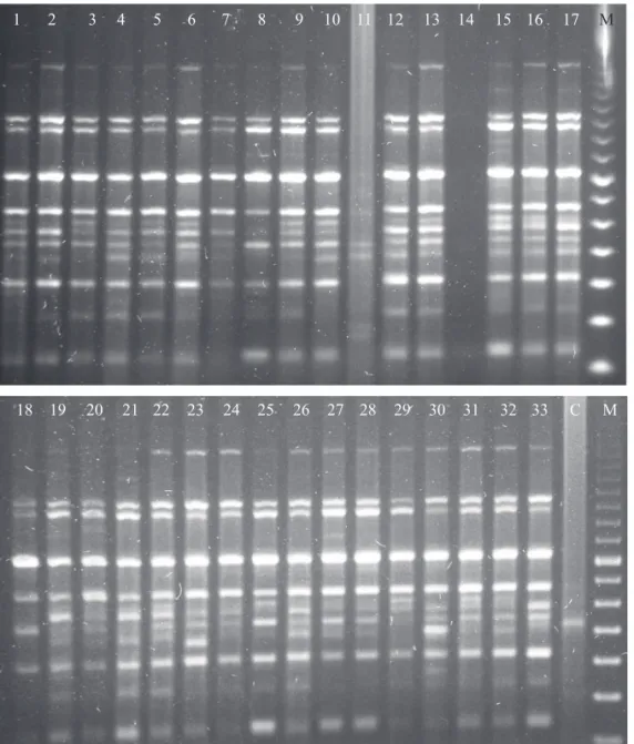 Fig 1 Representative RAPD ampli ﬁ  cation pattern of genomic DNA of Agistemus pallinii using the primer OPAE12