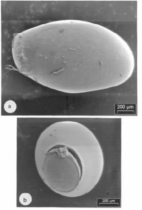 Figura 1: Aspecto general del huevo de T. patagonica. Edad: 5 días. a- Se distingue lateralmente la hendidura dorsal; b- Opérculo desprendiéndose y borde corial.
