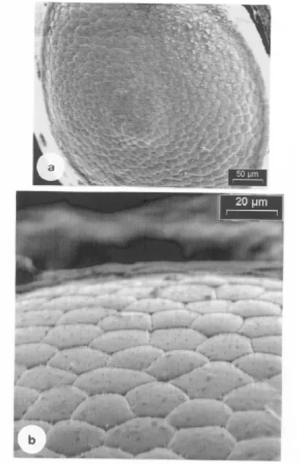 Figura 3: Opérculo del huevo de  T. patagonica.  Edad: 14 días. a- Se observa el acomodamiento de los polígonos para cerrar la estructura; b- Mosaico de