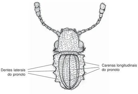 Figura 2: Oryzaephilus surinamensis  (Coloptera:Cucujidae) - Vista dorsal da cabeça e tórax.