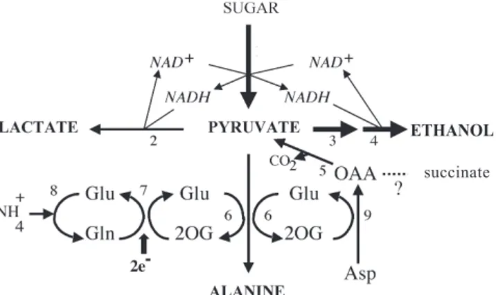 Figure  1.  Pyruvate  metabolism  in  plants  under  oxygen  defi- defi-ciency. 1 = glycolysis;  2 = LDH (lactate dehydrogenase);