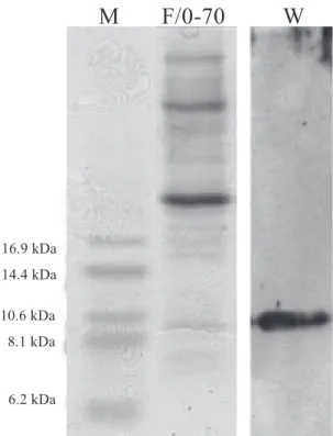 Figure 1. SDS-tricine gel electrophoresis and Western blotting of  proteins  present  in  cowpea  seeds  exudate
