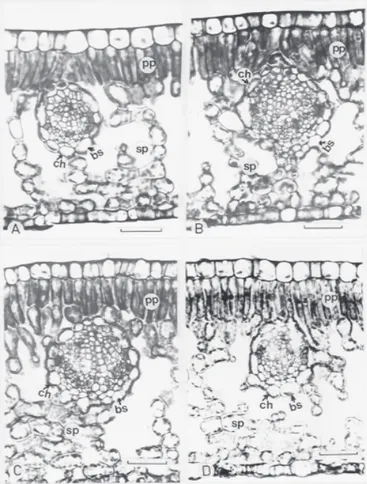 Figure 1. Light micrographs of leaf transverse sections of C.  arabica  cultivars.  (A)  Bourbon  vermelho;  (B) Mundo Novo; (C) Catuaí Vermelho; (D) Icatu Amarelo.