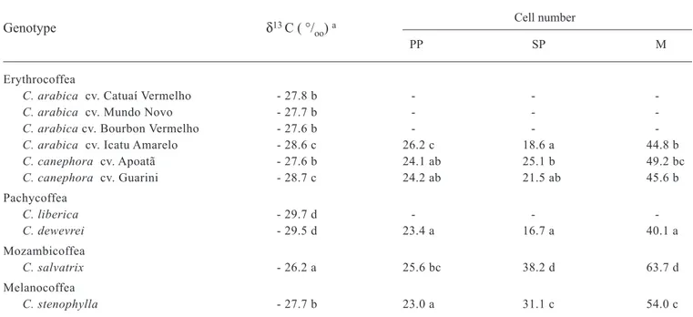 Table 1. Carbon isotope composition (δ 13 C) and cells number of palisade parenchyma (PP),  spongy parenchyma (SP) and mesophyll (M) in contact with the bundle sheath cells, in leaves of Coffea species.