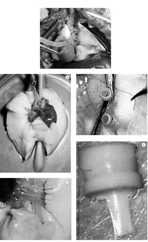 Figura 1 - Técnica de transplante experimental: a) Perfusão com cateter pelo tronco da artéria pulmonar (seta); b) 