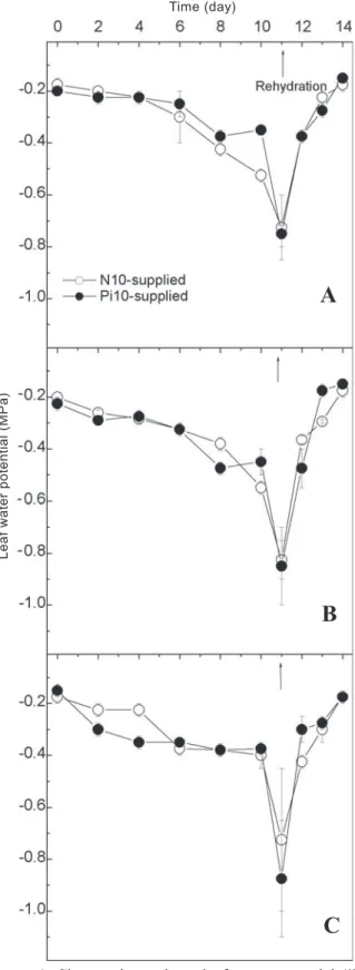 Figure  1. Changes in predawn leaf water potential (Ψ l ) of bean genotypes A320 (A), Carioca (B), and Ouro Negro (C) under water deficit