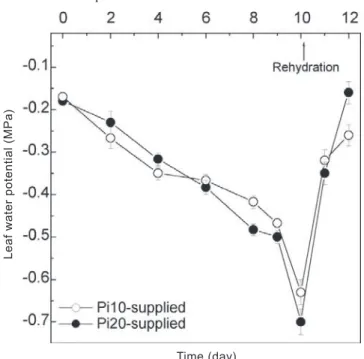 Table 1. Leaf phosphorus content of bean genotypes not supplied (NS) and supplied with 10 g Pi.L -1  (Pi10) or 20 g Pi.L -1  (Pi20) by spraying leaves five days before suspending irrigation.