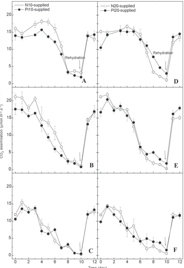 Figure 4. Changes in CO 2  assimilation rates of the bean genotype Carioca under water deficit