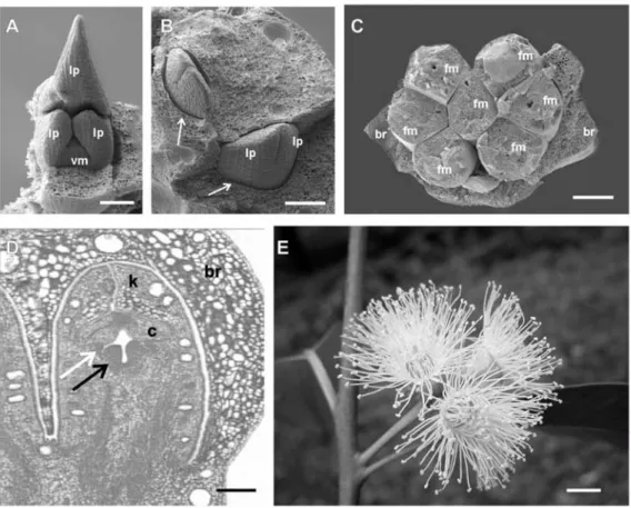 Figure 1. Development of Eucalyptus grandis shoots and floral buds. A-C: Scanning electron micrographs (SEM)