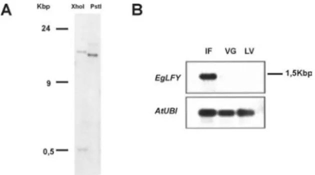 Figure 4. A. Southern blot of genomic DNA from Eucalyptus grandis probed with EgLFY. Lane 1, digested with XhoI;
