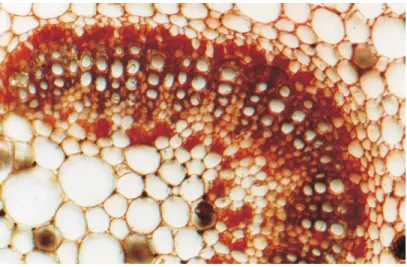 Figure 6. Localization of aluminum in the leaf tissues of Vochysia thyrsoidea Pohl using aluminon.