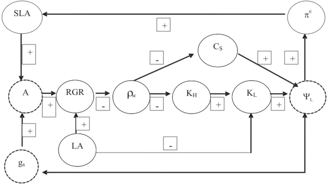 Figure 9. Flow diagram indicating cause and effect interactions among biophysical, morphological, and physiological traits of savanna trees that determine their hydraulic architecture and water relations