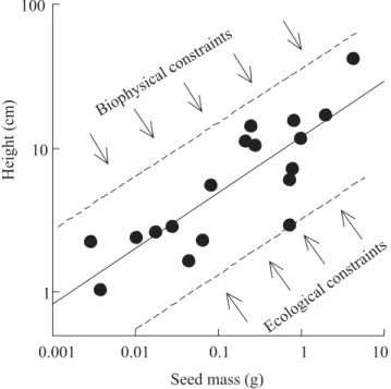 Figure 4.  Representation of the hypothesized constraints that result in correlations between seed mass and seedling height