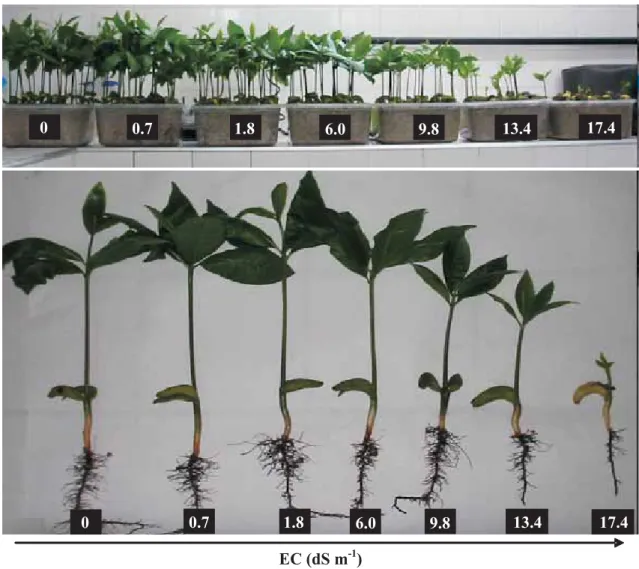 Figure 1. Dwarf-cashew seedlings of clone CCP 06 on the 21 st  day after sowing. Seedlings were subjected to control (0 dS m -1 ) and salt stress (0.7, 1.8, 6.0, 9.8, 13.4 and 17.4 dS m -1 ) conditions.