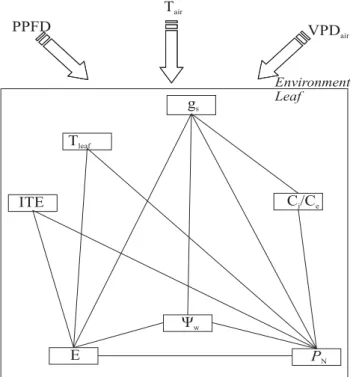 Figure 1.  Topology of a network representing the interactions of leaf gas exchange and leaf water potential ( Ψ w ) variables