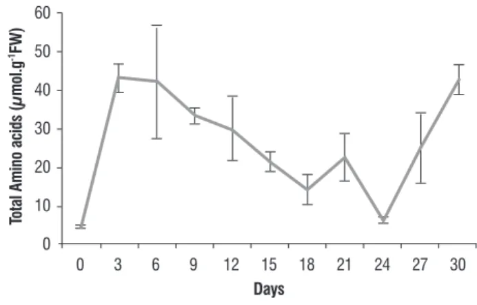 figure  1.  Variations  on  total  amino  acids  levels  during  Acca  sellowiana  somatic embryogenenesis