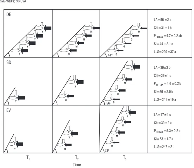 figure 2. Schematic representation of shoot inclination, maximum leaf net photosynthesis, irradiance, type of leaf production, and leaf age on shoots of cerrado  tree species as a function of time (T1, T2 and T3)