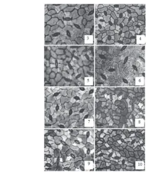 figure 3. Abaxial epidermis of four grafted umbu trees genotypes (Spondias  tuberosa  Arr