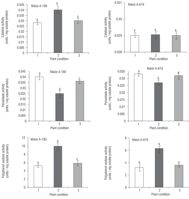 Figure 2. Enzymatic assessment of antioxidation status. The leaf blades of both maize inbreds were processed for enzymatic antioxidative status in terms of the three  redox enzymes activities including catalase, peroxidase and polyphenol oxidase as describ