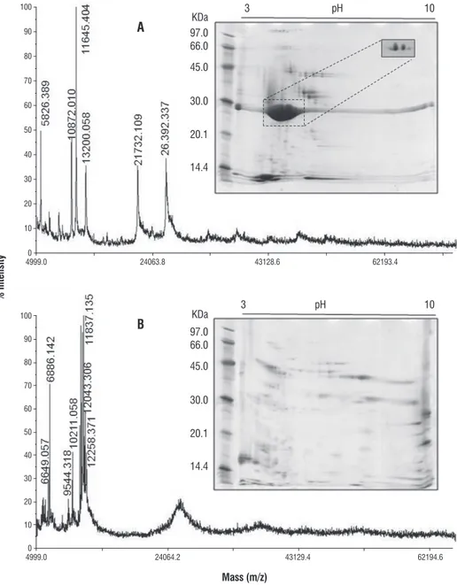 figure 1. Masses spectra and two-dimensional polyacrylamide gel electrophoresis of soluble laticifer proteins from Plumeria rubra (A) and Cryptostegia grandiflora  (B)