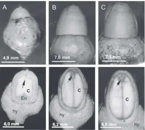 figure 1. Morphology and longitudinal sections in O. catharinensis fruits containing developing embryos at stages: early-cotyledonary (A), cotyledonary (B) and  mature (C)