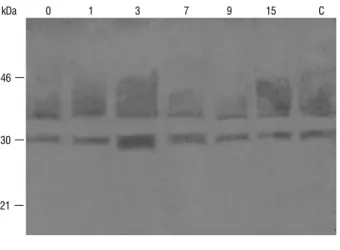 figure 5. Induction of chitinase in chilli leaves in response to treatment with  Burkholderia sp