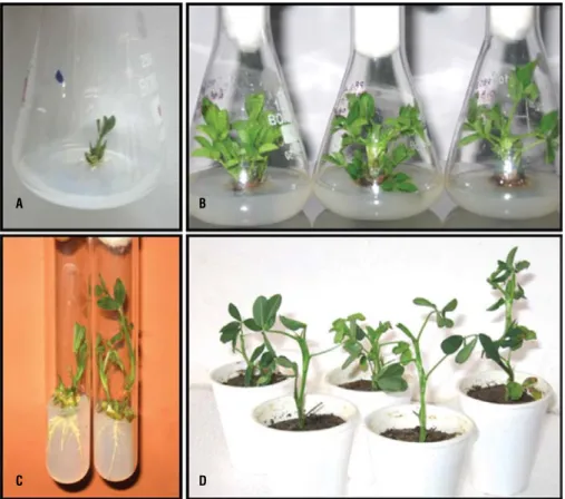 figure 1. Response of Triacontanol (TRIA) alone and in combination with BA (3 mg L -1 ) 30 DAI, (a) cotyledonary node explant on MS basal medium and (b) in vitro  grown CNs of PBS24030 on the MS basal medium containing 0.5, 1.0 and 2.0 ml L -1  TRIA alone,