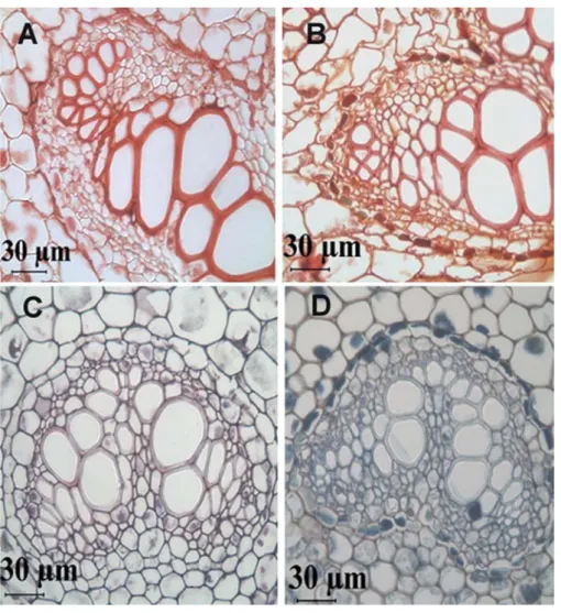 figure 3. light micrographs showing the transverse section of stem (a, B) and midrib of leaf (c, D)