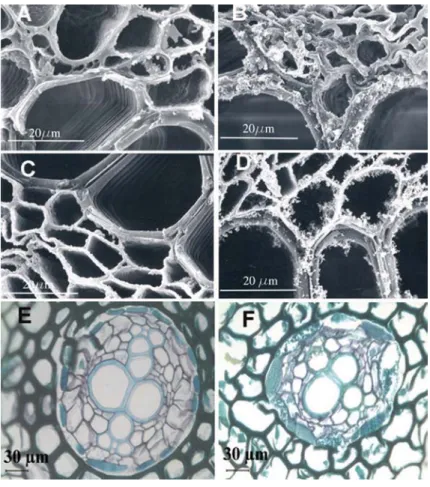 figure 5. seM micrographs and light micrographs showing the transverse section of stem (a, B) and root (c, D, e, F) of control (t0), crt2- treated plants,  respectively