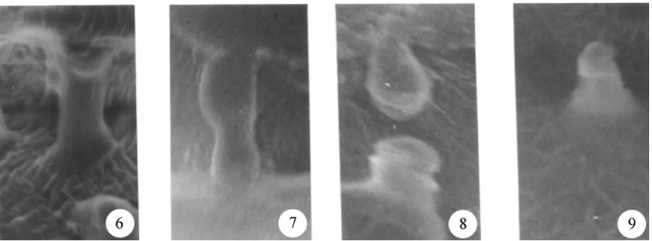 Figure 10. Tentative model for the cell wall of storage cells of Hymenaea courbaril cotyledons with interruptions in the primary wall with storage xyloglucan