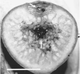 Figure 2. Fig of Ficus eximia in the interfloral phase. Dead foundresses in the ostiole and in the cavity of a fig (arrows).