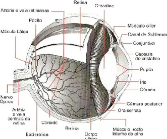 Figura 1 Anatomia do olho (Ladeira &amp; Queirós, 2002, p.15) 