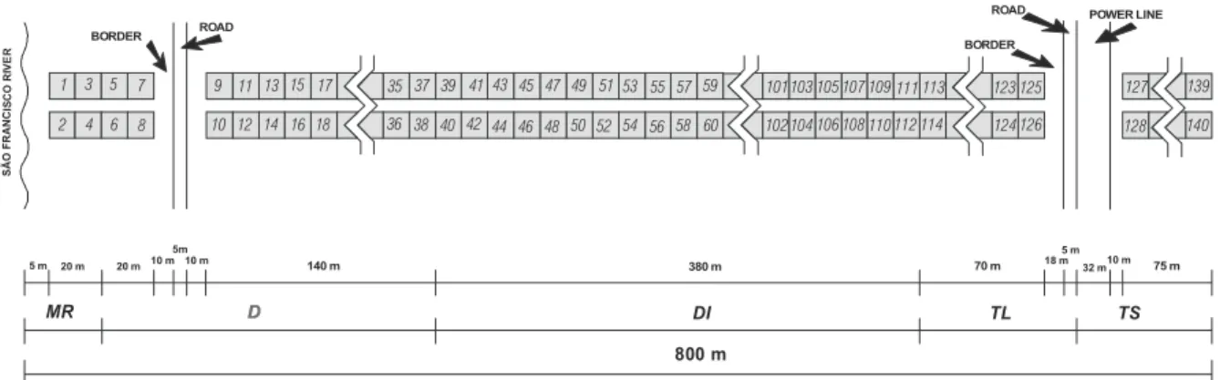 Figure 2. Horizontal projection of the transect and the 140 plots on a caatinga remaining area at the São francisco river margin.