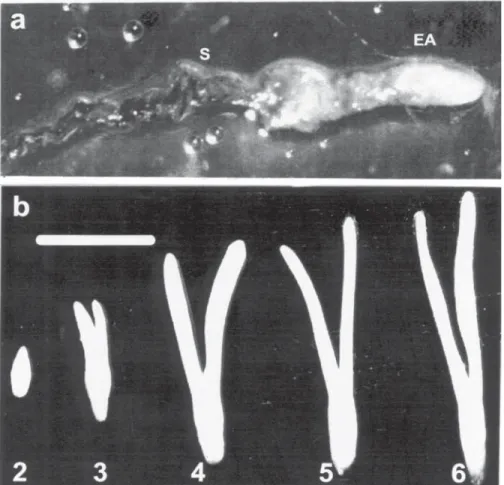 Figure 1.  Stages of the embryonic axis development of Araucaria angustifolia seeds collected in different dates (1998)