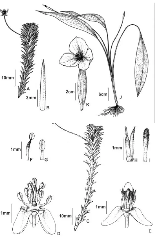 Figure 5. Species of Hydrocharitaceae from the upper and middle Araguaia basin. A-B. Apalanthe granatensis
