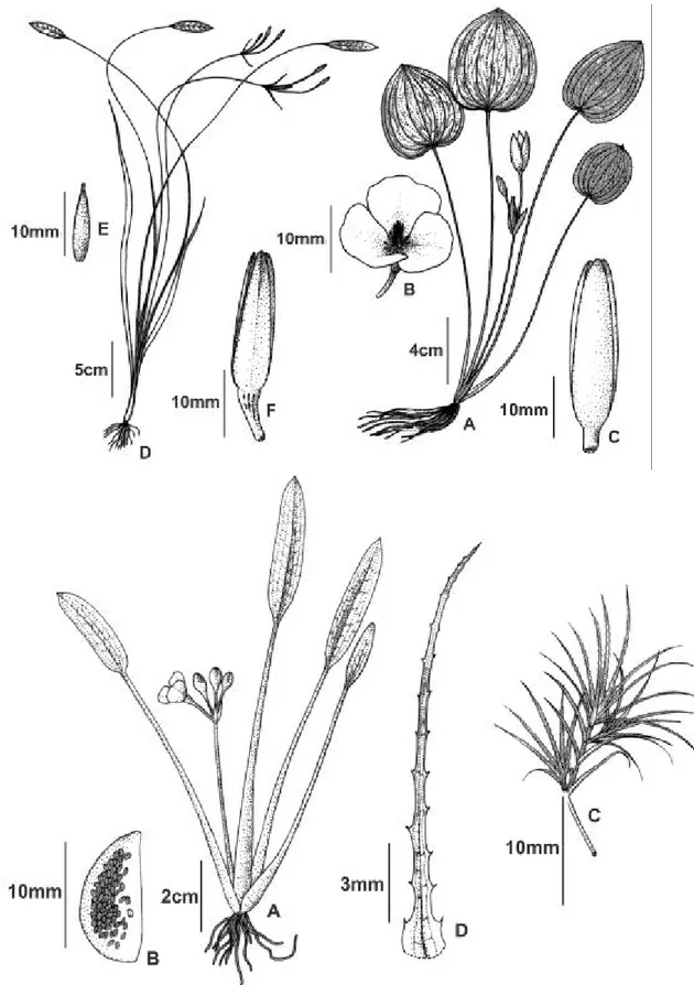 Figure 4. Species of Alismataceae and Najadaceae from the upper and middle Araguaia basin
