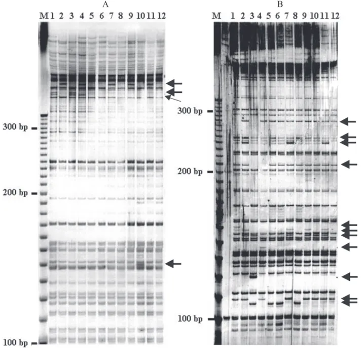 Figure 1. AFLP pattern of twelve proso millet (Panicum miliaceum L.) biotypes derived of the primer combination EcoR-TC/Mse-CAA (A) and EcoR-ACT/Mse-CAA (B)