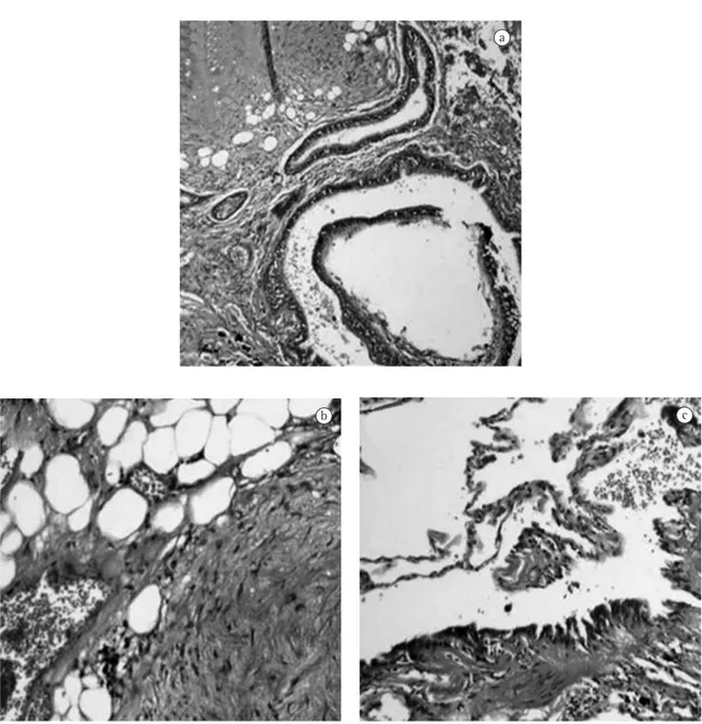 Figura 3 - Fotomicrografia na qual nota-se a presença de tecido adiposo, vasos, tecido cartilaginoso hialino, estruturas 