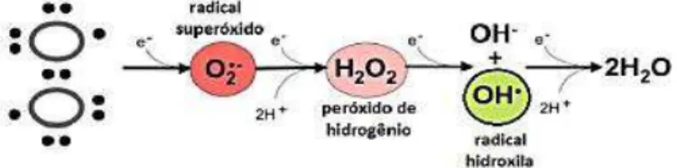 Figura 5 - Redução tetravalente da molécula de oxigênio até a formação de água, levando a 