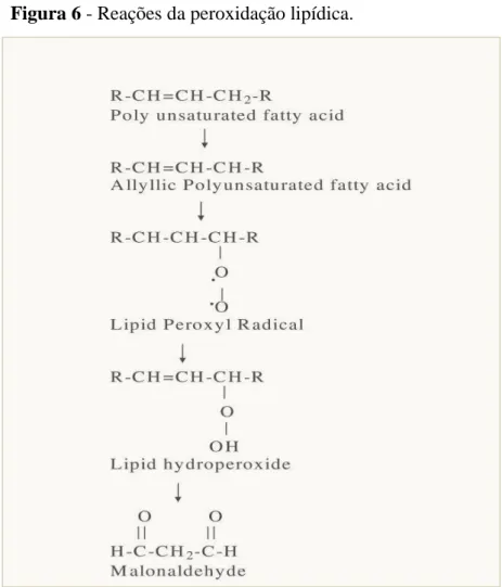 Figura 6 - Reações da peroxidação lipídica. 