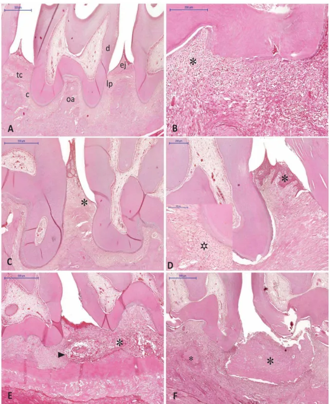 Figura  12  -  Fotomicrografia  exibindo  os  aspectos  histopatológicos  do  periodonto  de  ratas 