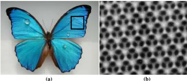 Figura 3.1 – (a) Borboleta com estrutura fotônica nas asas, (b) estrutura fotônica ampliada