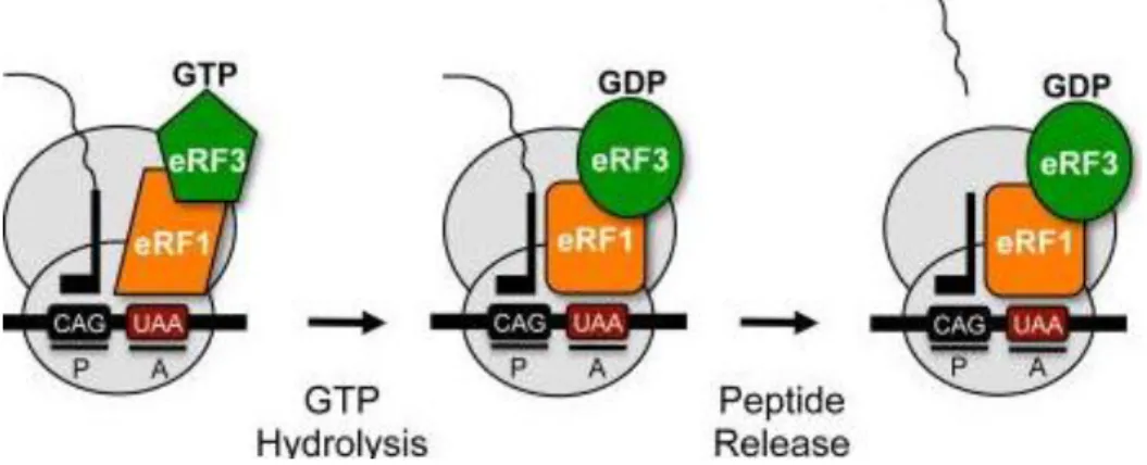 Figure 3: Model of eukaryotic translation termination. A complex comprised of eRF1 and eRF3  mediate  translation  termination