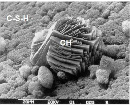 Figura 3.4. Micrografia das fases CH e C-S-H na matriz do cimento. 