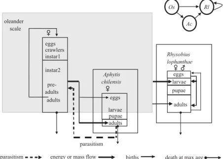 Fig. 1. The biological interactions of the oleanders scale, the parasitoid A. chilensis, and the coccinellid predator R